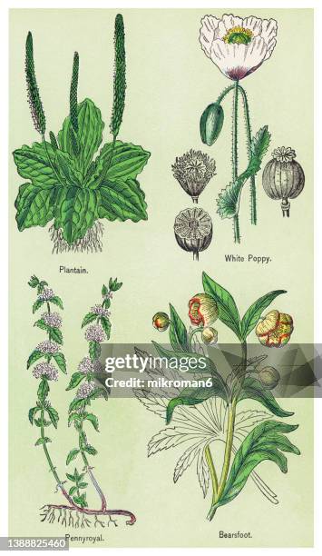 old chromolithograph illustration of medical plants - oriental poppy imagens e fotografias de stock