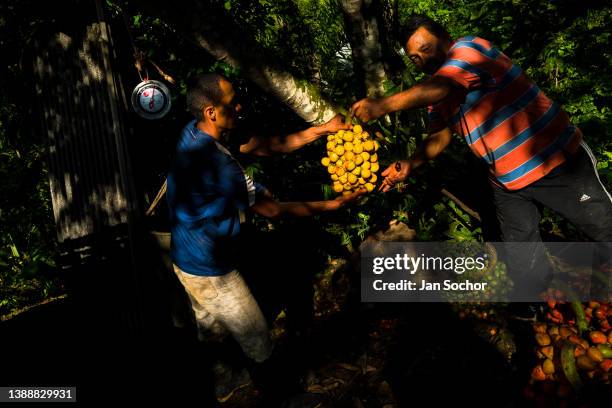 Colombian farmers weigh bunches of harvested chontaduro fruits on a farm on December 2, 2021 near El Tambo, Colombia. Chontaduro is a palm tree...