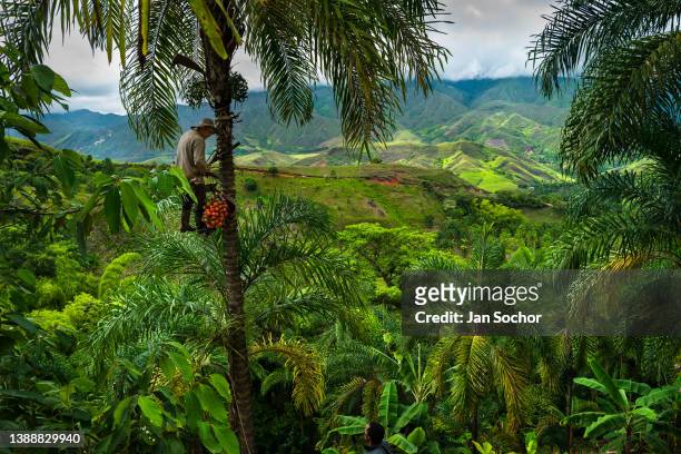 Colombian farmer climbs a peach palm tree with the marota scaffold to harvest chontaduro fruits on a farm on November 25, 2021 near El Tambo,...