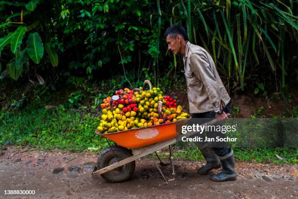 Colombian farmer pushes a wheelbarrow loaded with freshly harvested chontaduro fruits on a farm on November 25, 2021 near El Tambo, Colombia....