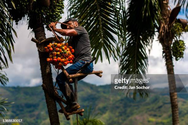 Colombian farmer, sitting on the climbing scaffold on a peach palm tree top, harvests chontaduro fruits on a farm on November 27, 2021 near El Tambo,...