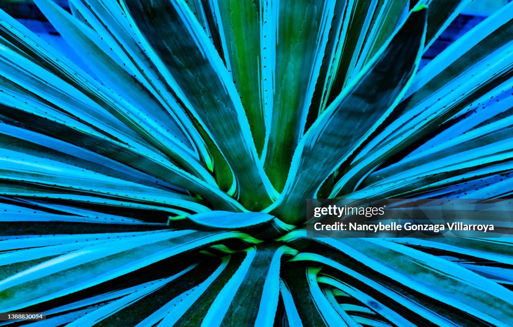 Enhanced Colour Tones of the Leaves of an Agave Cactus Plant
