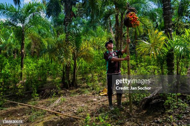 Colombian farmer, employing a harvesting stick, carries a bunch of chontaduro fruits on a farm on December 3, 2021 near El Tambo, Colombia....