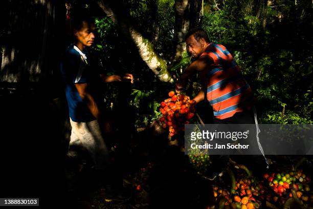 Colombian farmers weigh freshly harvested chontaduro fruits on a farm on December 2, 2021 near El Tambo, Colombia. Chontaduro is a palm tree native...
