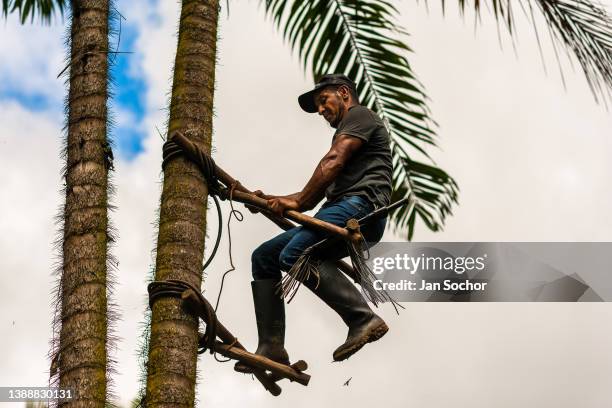 Colombian farmer climbs a peach palm tree, employing the traditional marota scaffold, on a farm on November 27, 2021 near El Tambo, Colombia....