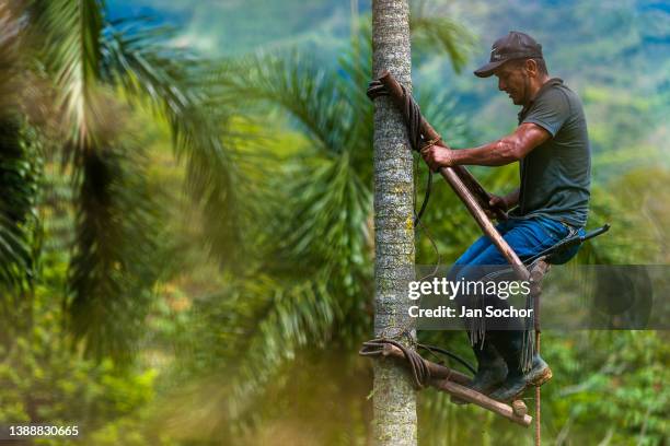 Colombian farmer climbs a peach palm tree, employing the traditional marota scaffold, on a farm on November 27, 2021 near El Tambo, Colombia....