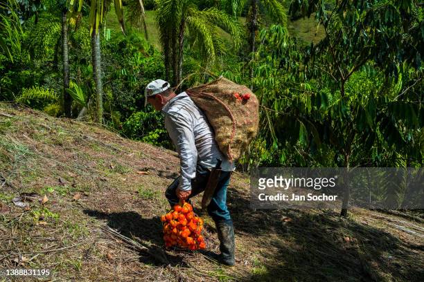 Colombian farmer carries freshly harvested bunches of chontaduro fruits on a farm on December 3, 2021 near El Tambo, Colombia. Chontaduro is a palm...