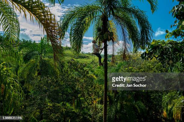 Colombian farmer climbs a peach palm tree with the marota scaffold to harvest chontaduro fruits on a farm on December 3, 2021 near El Tambo,...