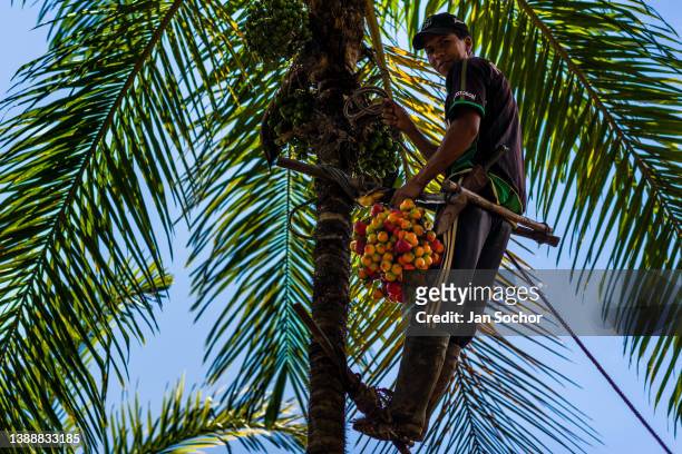 Colombian farmer, climbing a peach palm tree with the marota scaffold, harvests chontaduro fruits on a farm on December 3, 2021 near El Tambo,...