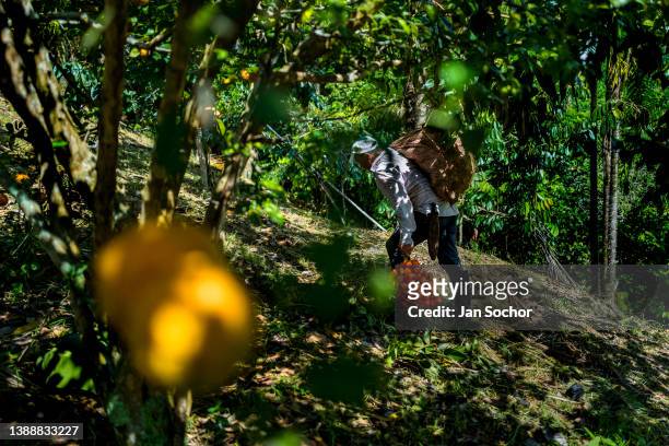 Colombian farmer carries freshly harvested bunches of chontaduro fruits on a farm on December 3, 2021 near El Tambo, Colombia. Chontaduro is a palm...