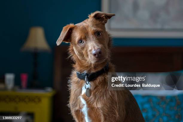 funny dog ​​portrait at home looking at camera - huisdier stockfoto's en -beelden