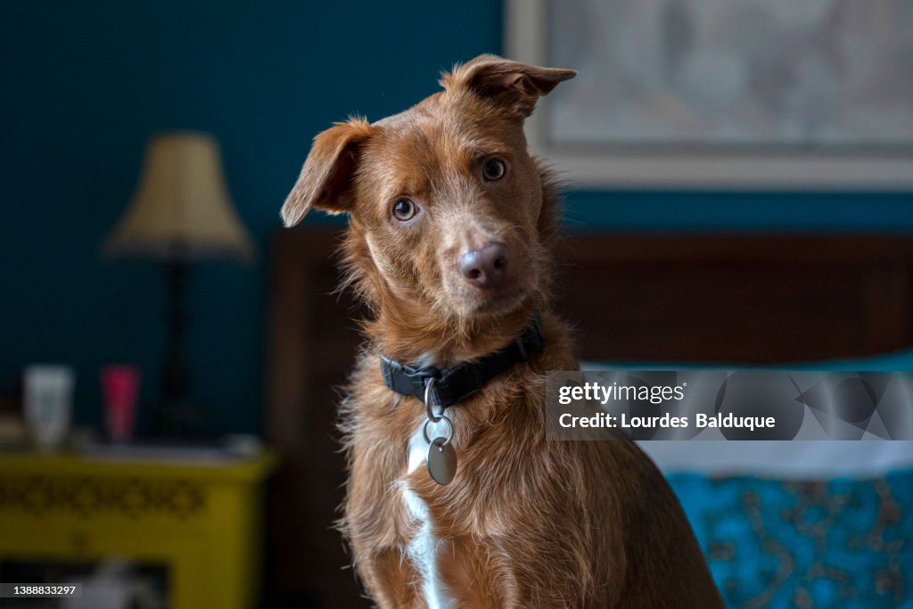 Funny dog portrait at home looking at camera
