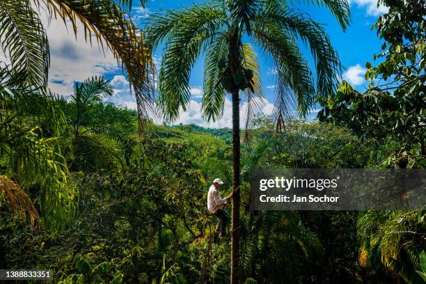 Colombian farmer climbs a peach palm tree with the marota scaffold to harvest chontaduro fruits on a farm on December 3, 2021 near El Tambo,...