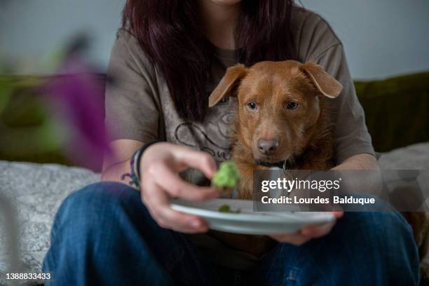 side view of dog looking while girl eats sitting on sofa - dog eats out girl stock-fotos und bilder