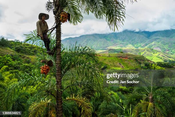 Colombian farmer, climbing a peach palm tree with the marota scaffold, lowers a bunch of harvested chontaduro fruits on a farm on November 25, 2021...