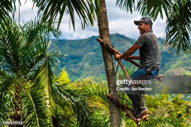 Colombian farmer climbs a peach palm tree, employing the traditional marota scaffold, on a farm on November 27, 2021 near El Tambo, Colombia....