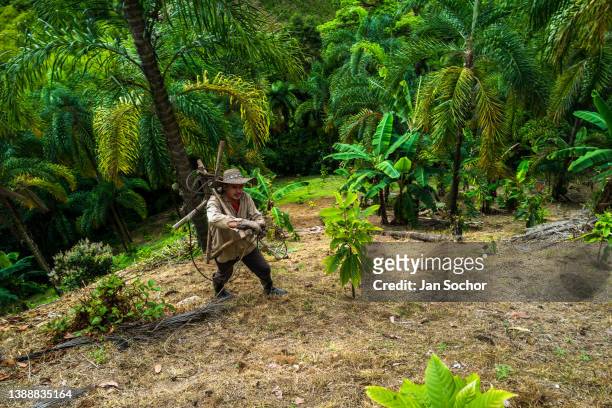 Colombian farmer carries the traditional marota scaffold on a farm on November 25, 2021 near El Tambo, Colombia. Chontaduro is a palm tree native to...
