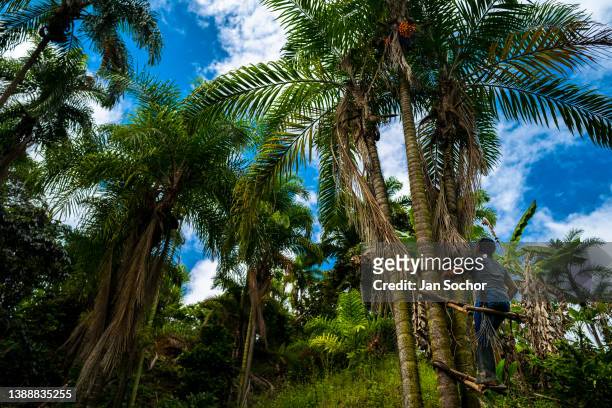 Colombian farmer climbs a peach palm tree with the marota scaffold to harvest chontaduro fruits on a farm on November 26, 2021 near El Tambo,...