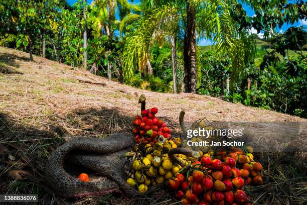 Freshly harvested bunches of chontaduro fruits are seen lying on the ground on a farm on December 3, 2021 near El Tambo, Colombia. Chontaduro is a...