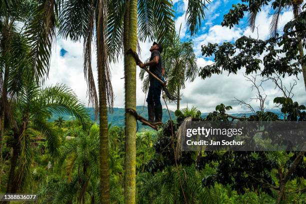 Colombian farmer climbs a peach palm tree, employing the traditional marota scaffold, on a farm on November 27, 2021 near El Tambo, Colombia....