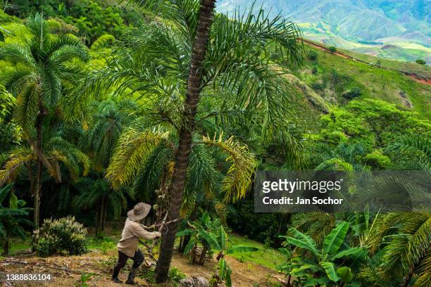 Colombian farmer climbs a peach palm tree, employing the traditional marota scaffold, on a farm on November 25, 2021 near El Tambo, Colombia....