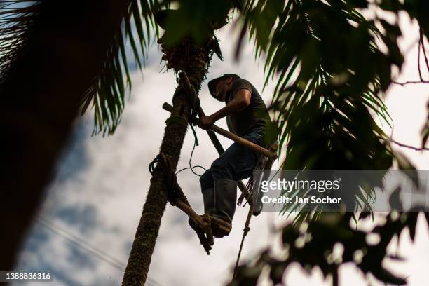 Colombian farmer climbs a peach palm tree, employing the traditional marota scaffold, on a farm on November 27, 2021 near El Tambo, Colombia....