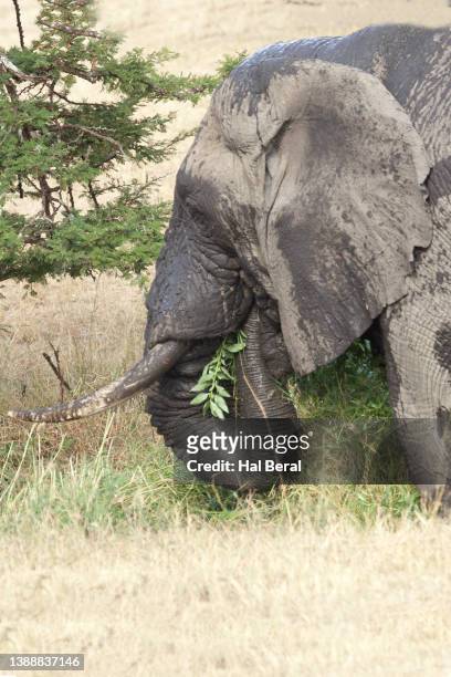 african elephant eating close-up - animal nose stock pictures, royalty-free photos & images