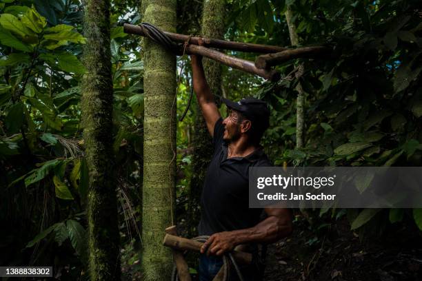 Colombian farmer climbs a peach palm tree, employing the traditional marota scaffold, on a farm on November 26, 2021 near El Tambo, Colombia....