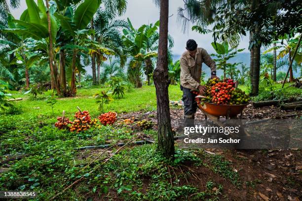 Colombian farmer loads a wheelbarrow with freshly harvested chontaduro fruits on a farm on November 25, 2021 near El Tambo, Colombia. Chontaduro is a...