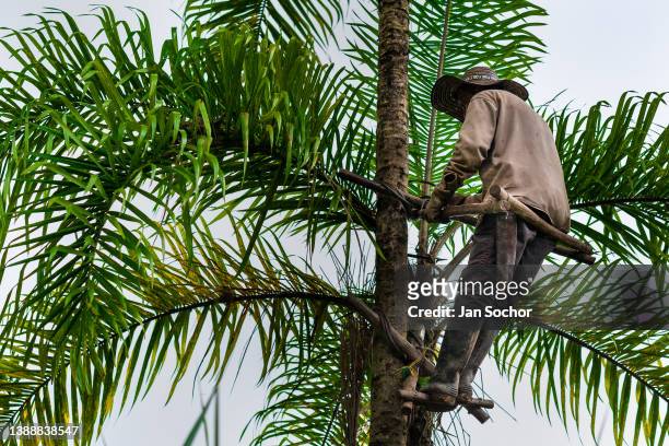 Colombian farmer climbs a peach palm tree, employing the traditional marota scaffold, on a farm on November 26, 2021 near El Tambo, Colombia....