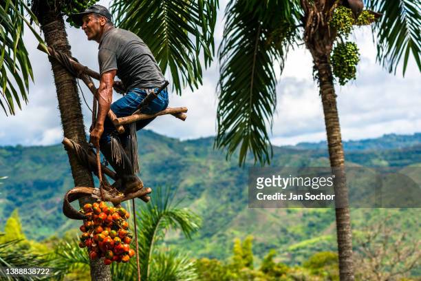 Colombian farmer, climbing a peach palm tree with the marota scaffold, lowers a bunch of harvested chontaduro fruits on a farm on November 27, 2021...