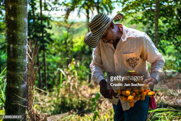 An Afro-Colombian farmer cuts off spoiled chontaduro fruits from the bunch on a farm on December 3, 2021 near El Tambo, Colombia. Chontaduro is a...