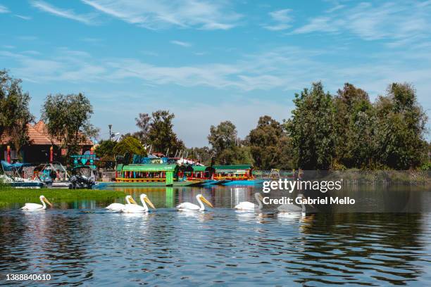 row of pelicans in the channels of xochimilco - xochimilco lake stock pictures, royalty-free photos & images