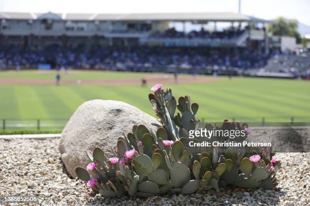 General view of action during the MLB spring training game between the Los Angeles Dodgers and the Texas Rangers at Surprise Stadium on March 31,...