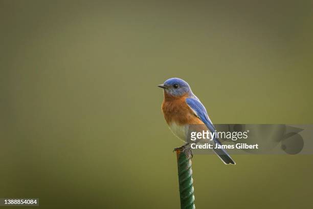 An Eastern Bluebird sits on a post during the first round of the Korn Ferry Tour Club Car Championship at Deer Creek Golf Course on March 31, 2022 in...