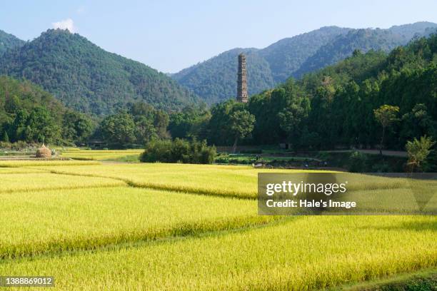 the guoqing temple, taizhou, zhejiang province, china oct. 2021 - rice harvest in taizhou stockfoto's en -beelden