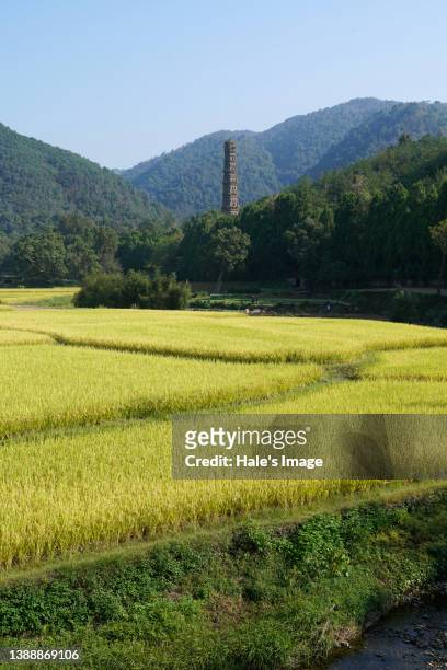 the guoqing temple, taizhou, zhejiang province, china oct. 2021 - rice harvest in taizhou stockfoto's en -beelden