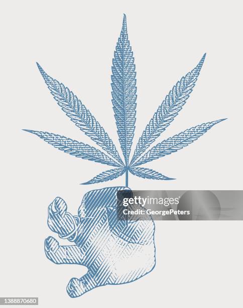 hand holding hemp leaf - cannabis oil stock illustrations