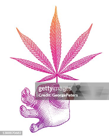 Hand holding hemp leaf Hand holding hemp leaf