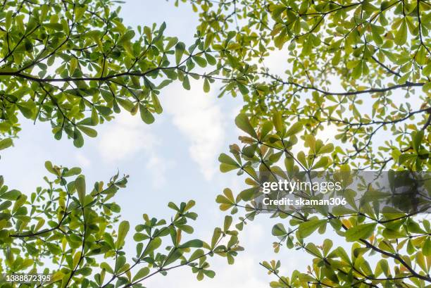 tilt angle landscape tropical  forest  with green foliage and sunlight - fig tree fotografías e imágenes de stock