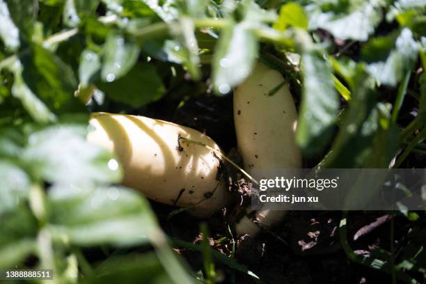 white radishes growing in vegetable fields - dikon radish stock pictures, royalty-free photos & images