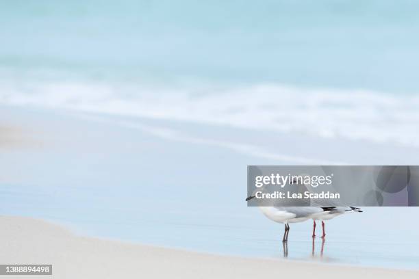 pair of silver gulls - zoology stock pictures, royalty-free photos & images