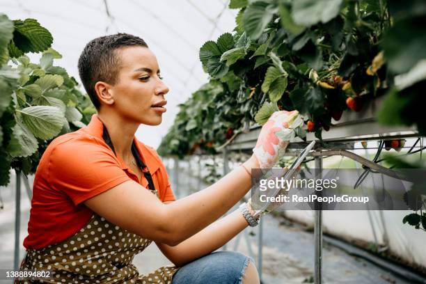 strawberry growers engineer working in greenhouse with harvest - fruit carton stock pictures, royalty-free photos & images