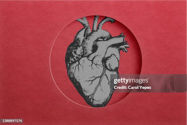 anatomical heart made of felt textile in red background - blood love stock-fotos und bilder