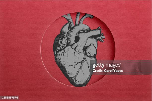 anatomical heart made of felt textile in red background - cardiac muscle tissue - fotografias e filmes do acervo