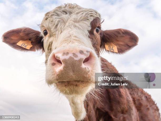 portrait d'une génisse curieuse - cow head fotografías e imágenes de stock