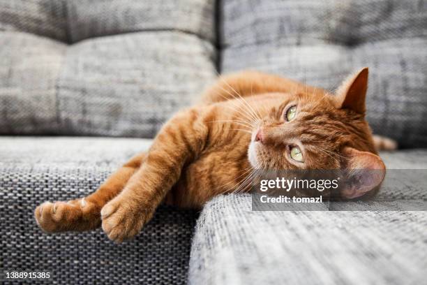 cat on sofa - cat bored stock pictures, royalty-free photos & images