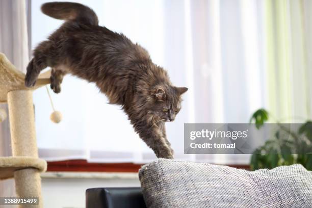 cat jumping on sofa - cat jump stockfoto's en -beelden