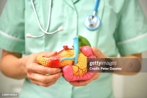 model of pancreas - bauchspeicheldrüsenkrebs stock-fotos und bilder