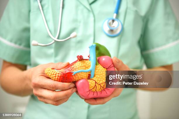 model of pancreas - pancreatic cancer stock pictures, royalty-free photos & images